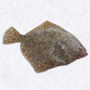 Turbot  2/3