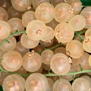 Redcurrant White