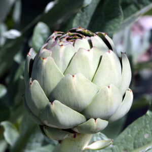 Artichokes  Camus PDB 12 HEADS