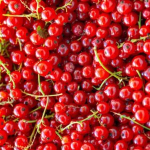 Redcurrant Red Panache