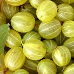 Redcurrant Maquereau White