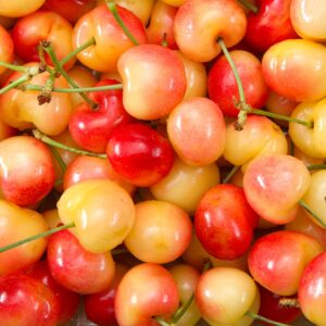Cherries Bicolor  28+