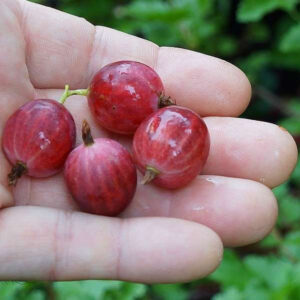 Redcurrant Maquereau Pink