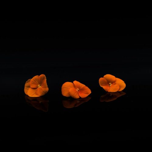 1706538249-pensee-orange