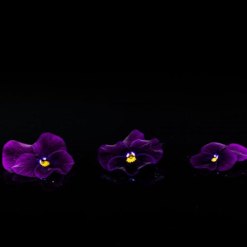 1706538403-pensee-violette