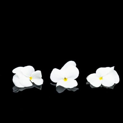 1706538530-pensee-blanche