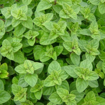 5106419c71339e1369ca4ea5e5a66030