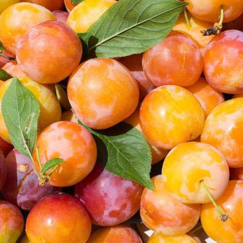 5291cda7262b3a4602f95b8baba16861