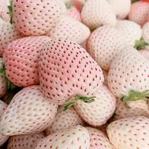 61DMgTkwXwL.__AC_SX300_SY300_QL70_ML2_