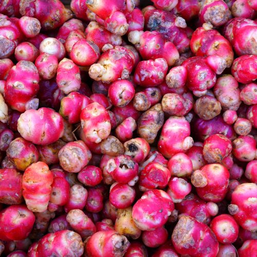 Colorful red and yellow roots of oca tuber from Peru (Oxalis tuberosa) at a French farmers market