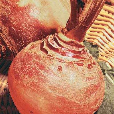Chou-navet-rutabaga-Champion