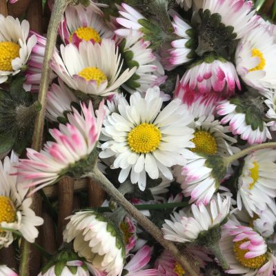 Fleurs-de-paquerette-cueillette