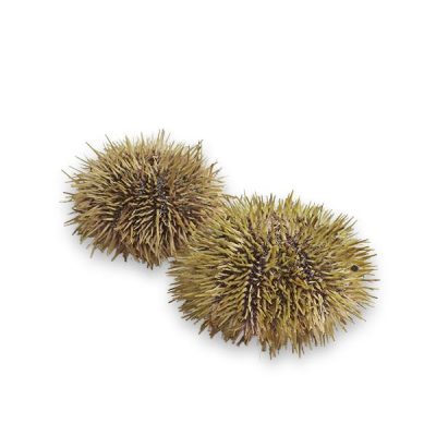 Fresh-Green-Sea-Urchin-from-Iceland