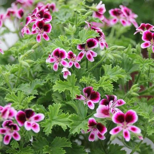 Geranium-citronnelle