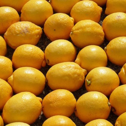 Lemons-from-Menton-©-Perline-licence-CC-BY-SA-3.0-from-Wikimedia-Commons-1024x685