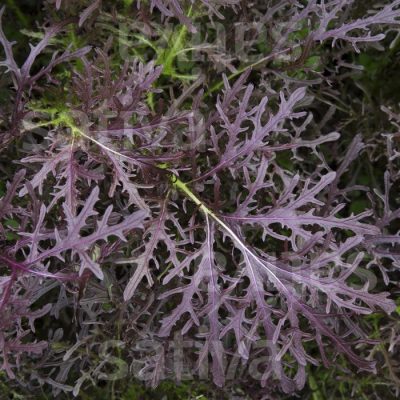 as40_shop_1752005339_1