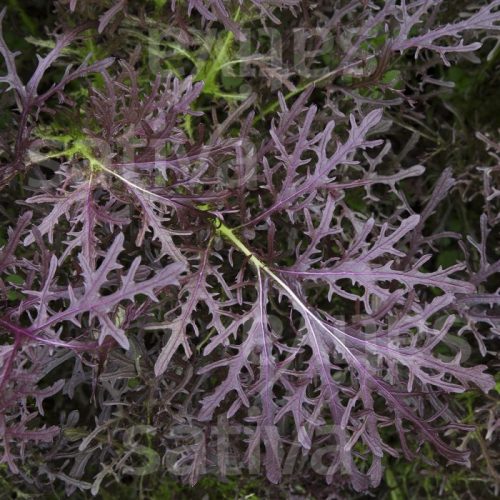 as40_shop_1752005339_1