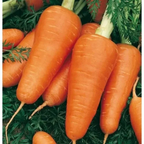 carotte-de-chantenay-a-coeur-rouge-2