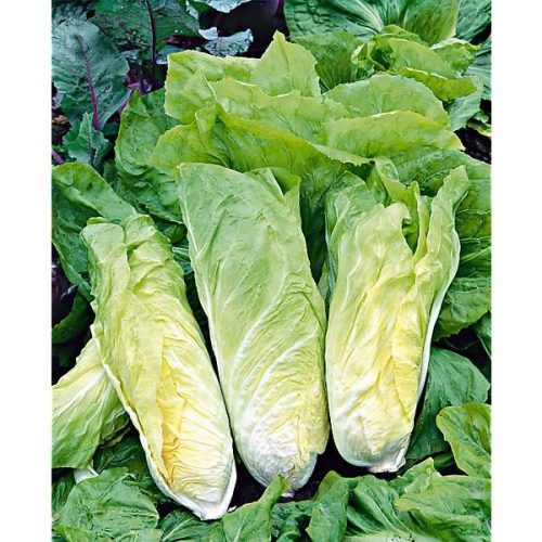 chicoree-sauvage-dolce-bianca-a-cuore-pieno-d-ingegnoli-blanche-de-milan