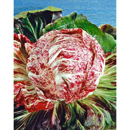 chicoree-variegata-di-adria