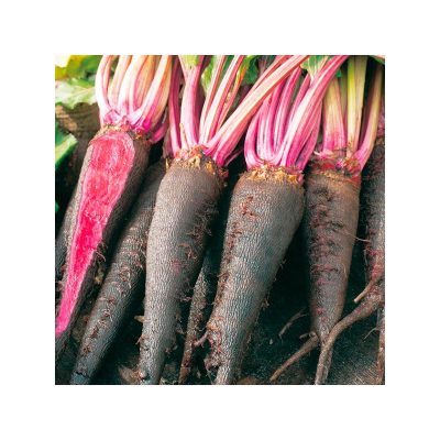 graines-betterave-crapaudine-beet-seeds