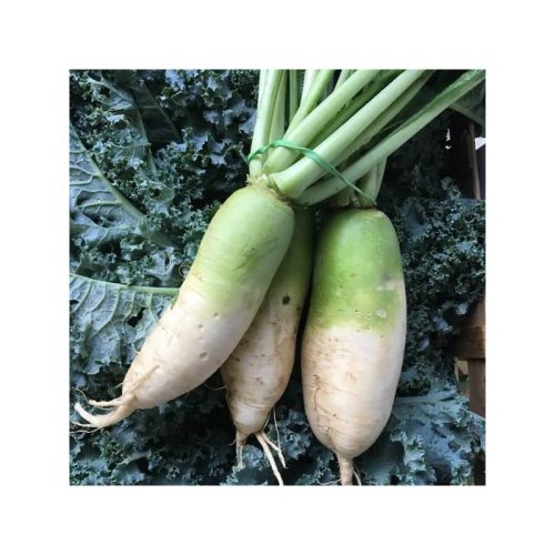 graines-radis-green-luobo-radis-chinois-radis-daikon