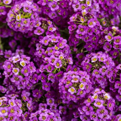 lobularia_violet_knight_tag