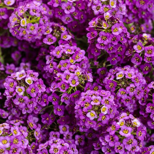lobularia_violet_knight_tag