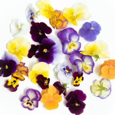 maison-sauge-11-05-2021-227hdweb-min-600x-6644727adcb22