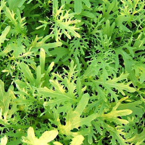 moutarde-verte-a-feuilles-decoupees