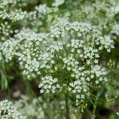 pimpinella-anisum-anis-inflorescences