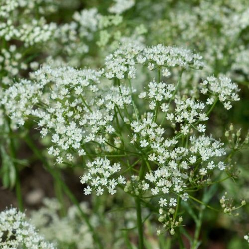 pimpinella-anisum-anis-inflorescences