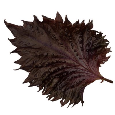 special-wb-shisoleavespurple-0592-16-9