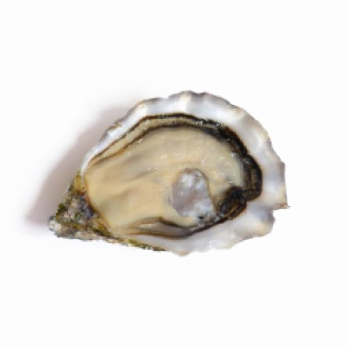 speciale-gillardeau-oyster