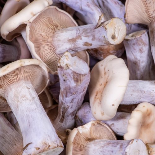 Exotic,Pied,Blue,Mushrooms,As,A,Close,Up